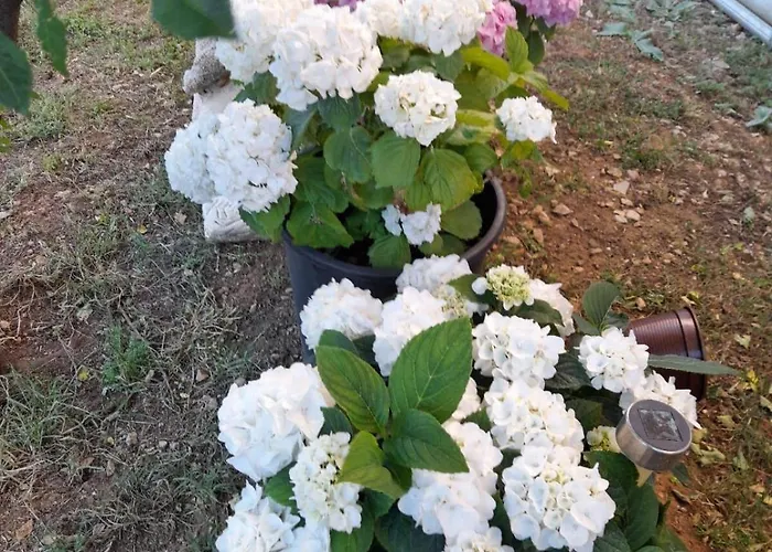 Sunny Terrace Oasis * Povljana