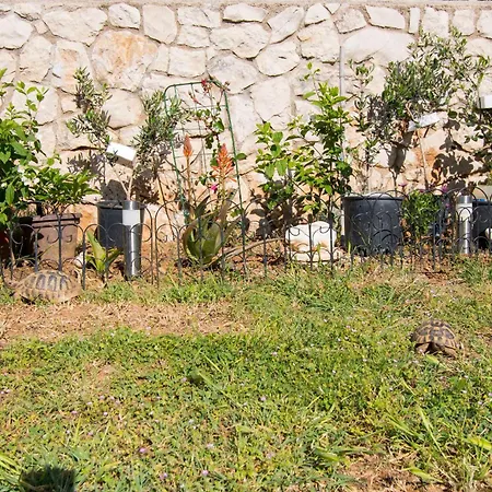 Dubravka Lejlighed *